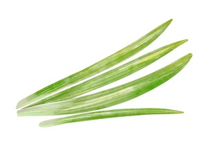 Fototapeta premium Fresh green onion tops Aromatic scallion greens isolated on white background perfect for culinary design healthy food branding and watercolor illustration