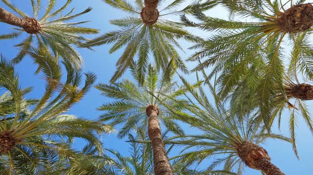 Palm trees background bottom view low angle shot green leaves blue sky sunny day tropical pattern paradise concept summer vacation travel destination tourism relaxation nature texture eco lifestyle