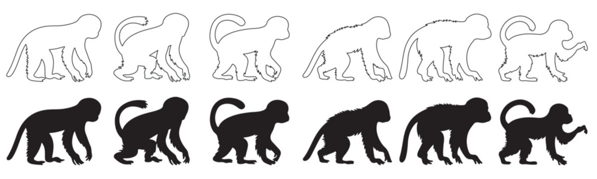 Silhouette collection of various monkeys and apes in diverse poses. Collection of black monkey and ape silhouettes in various poses on white background, vector illustration.