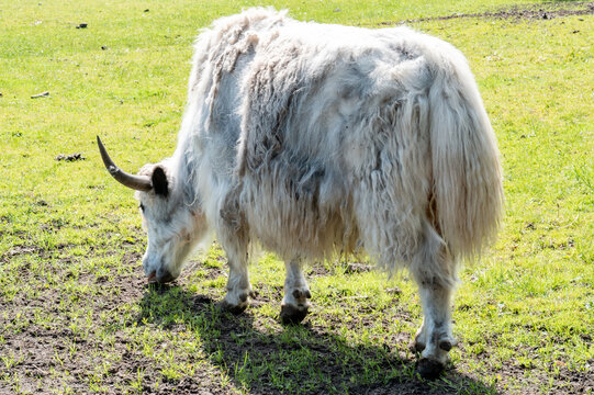 Yak Bos mutus grazes on green grass in its natural habitat during a sunny day in the mountains