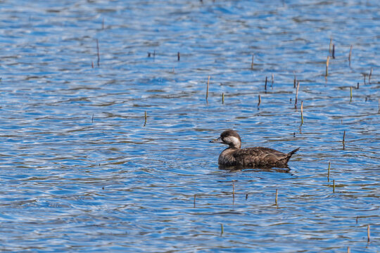 Common Scoter (Melanitta nigra) swimming in the water