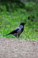 Fototapeta premium Hooded Crow Perched on Grassy Soil at Forest Edge