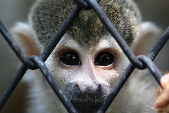 Melancholic expression of a captive squirrel monkey looking out with deep curious eyes through a wire fence.