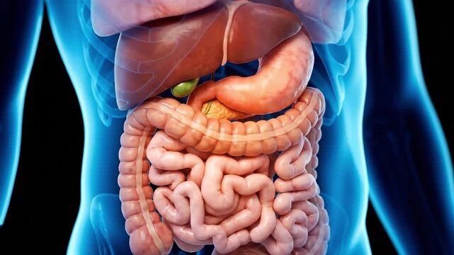 Anatomical illustration of the human digestive system and internal organs. Suitable for medical education, healthcare, biology, and science lectures.