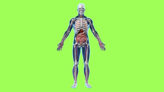 Detailed 3D Rendered Human Skeleton Illustration Isolated for Medical Education