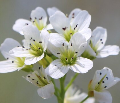 Wildflower Cardamine amara (large bittercress)