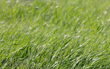 Obraz premium Peaceful background of grass field in spring wind on a sunny day