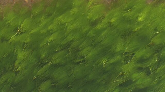清流にそよぐアマモ
