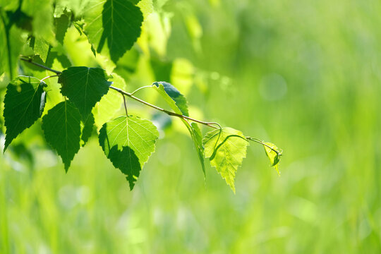 young bright green leaves on birch tree branches close up, abstract sunny nature background. spring summer season. Beautiful fresh birch foliage. template for design. copy space