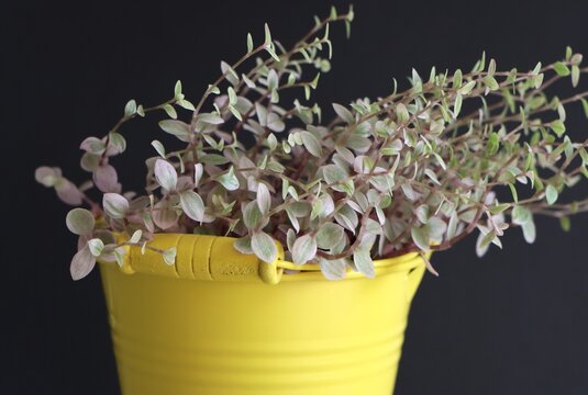 Callisia repens (creeping inchplant or turtle vine)