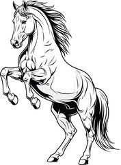 Black and white horse rearing up. © Siti