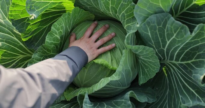 Green cabbages in growth at vegetable garden