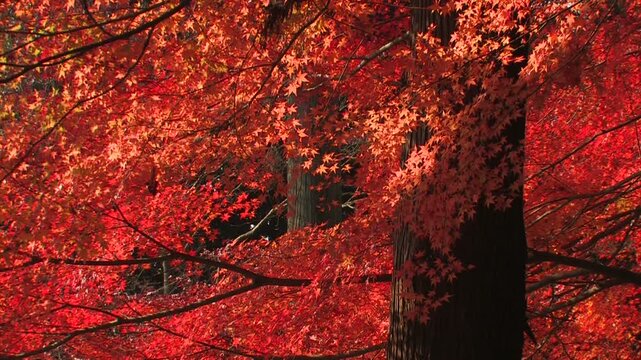 深紅に色づいた楓