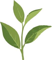 Fototapeta premium Tea plant branch vector illustration isolated on white background 