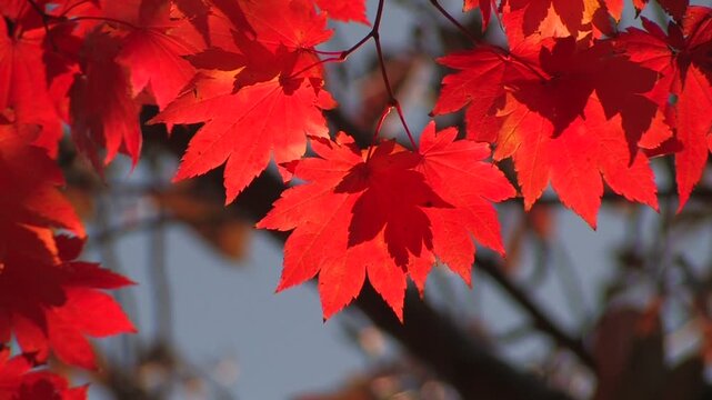 ハラハラと舞い落ちる深紅の楓