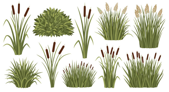 Selection of various wetland plants including tall reeds, cattails, and dense green bushes for natural landscape and environment design.
