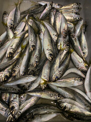 Obraz premium An anchovy, freshly caught in the port of Burgas, Bulgaria