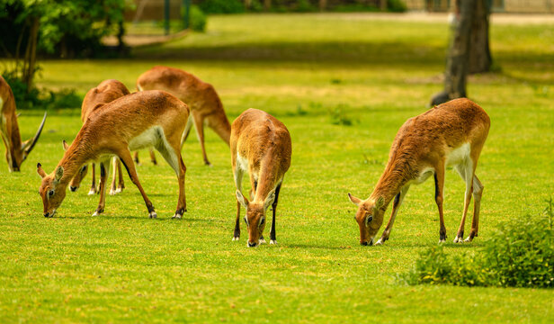 red or southern lechwe (Kobus leche) grazing