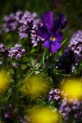 Obraz premium Vibrant purple wild pansy flower blooming in a summer meadow