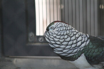 A close up profile portrait of a majestic male Lady Amherst's pheasant at the zoo. © SK
