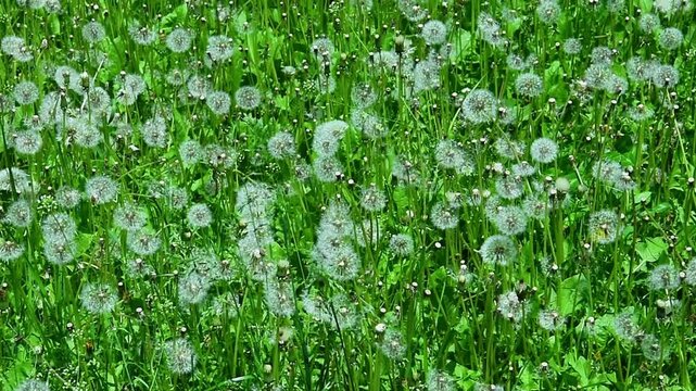 Dandelion field covered with white seed heads moving in soft wind, dandelion plants sway together, dandelion creates calm natural rhythm, green meadow background, outdoor summer scene, nature concept.