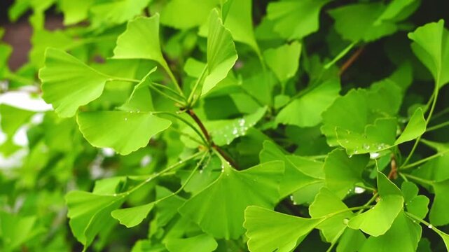 An overview video of the camera flying around the branches with green fresh leaves of the ginkgo tree on which transparent drops of water lie. Natural spaces, medicinal and rare plant species