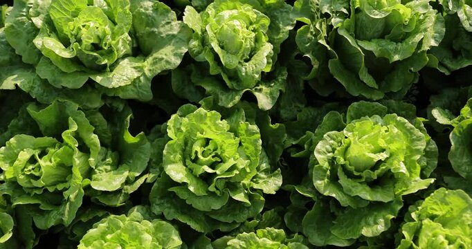 Green lettuce in growth at vegetable garden