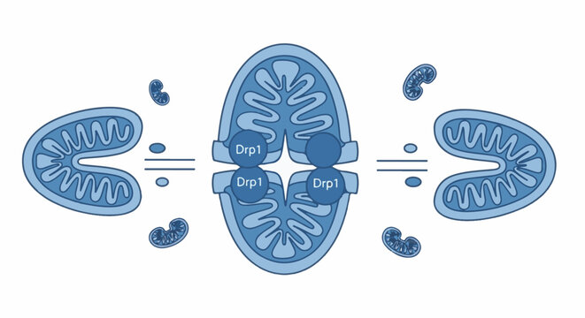 Abstract scientific illustration of mitochondrial division, depicting organelles and protein interactions