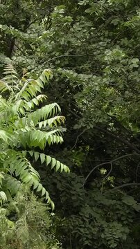 Vertical video of ailanthus branches swaying strongly in the wind. The footage conveys wild summer foliage and natural movement