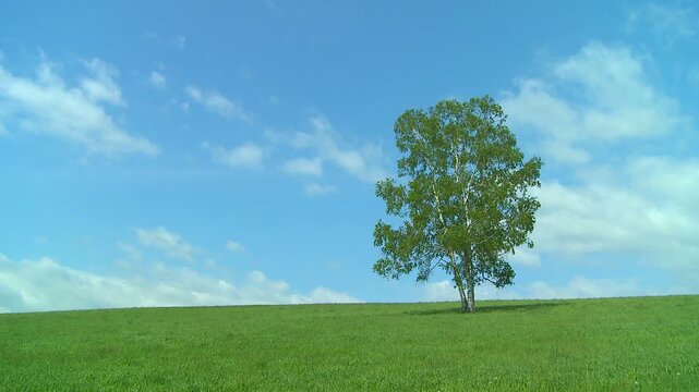 白い雲が浮かぶ青空の下風の渡る草原に立つ絵本の木