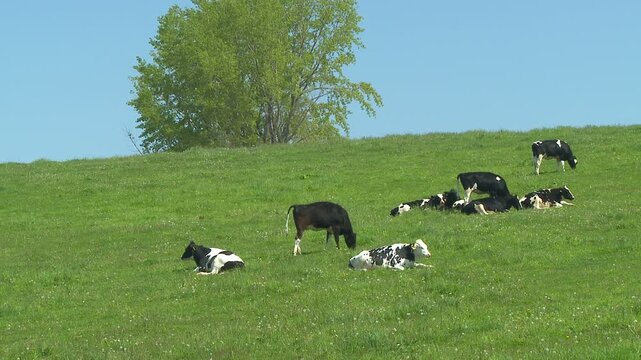 草原に放たれた乳牛が草を食む丘