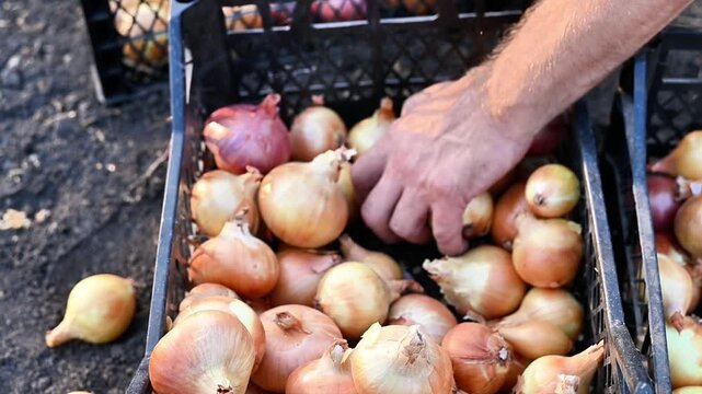 Onion evenly spread inside plastic crate by human hand. bulbs adjusted after harvest. onion surface clean and dry, agricultural storage process outdoors, closeup vegetable handling,