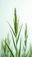 Naklejka premium Green grass stalk with seed head, isolated on light background. Detailed close-up view of wild plant growing in field. Fresh vegetation with long leaves and soft spikes.