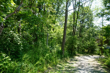 Fototapeta premium trees in the woods