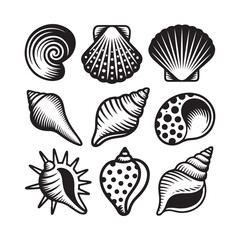 Seashells collection black and white engraved illustrations © ariyan
