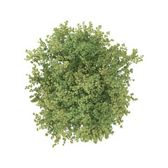Obraz premium 3d illustration of Slippery Elm tree isolated on transparent background from top view