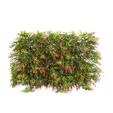 3d illustration of lilly pilly  plant isolated on transparent background