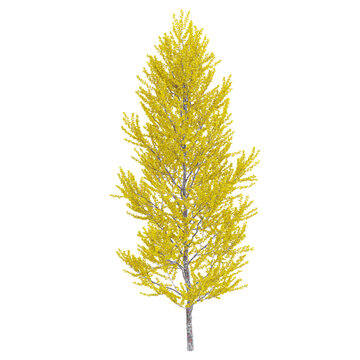 3D rendering of American larch tree on transparent background