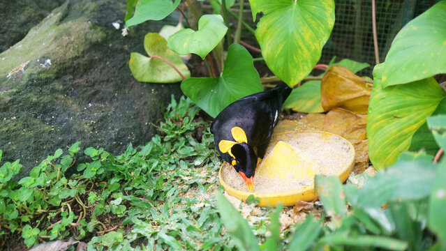 Common hill myna bird eating from feeder on ground