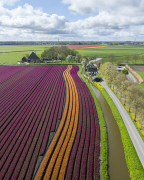 Aerial view of vibrant purple and orange tulip fields blooming alongside a narrow canal and traditional farmhouses under a cloudy sky in Bobeldijk, North Holland, Netherlands.