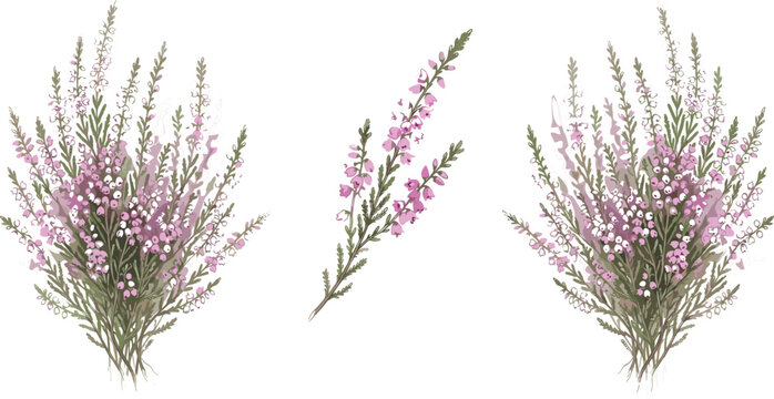 Beautiful Watercolor Heather Flower Collection with Pink and Purple Blooming Sprigs for Nature Themed Greeting Cards Wedding Invitations and Botanical Garden Background Designs