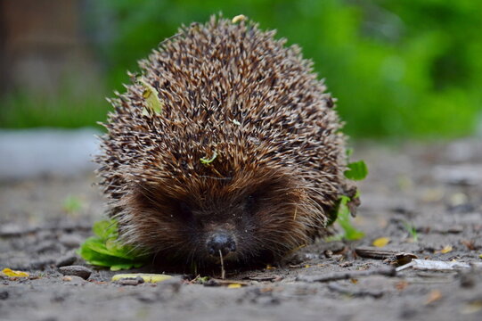 Wild European hedgehog walking on the ground in a garden.