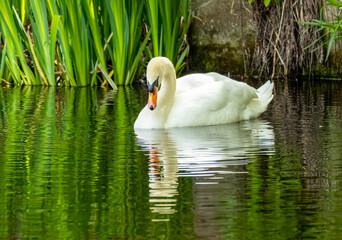 Close up of a graceful mute swan on the pond © Sarah