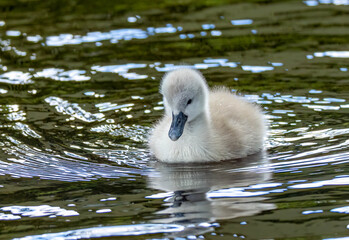 Newly fledged mute swan cygnet swimming on the pond © Sarah