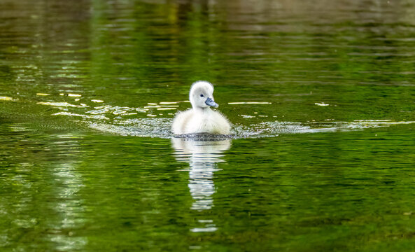 Newly fledged mute swan cygnet swimming on the pond