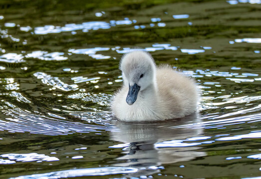 Newly fledged mute swan cygnet swimming on the pond