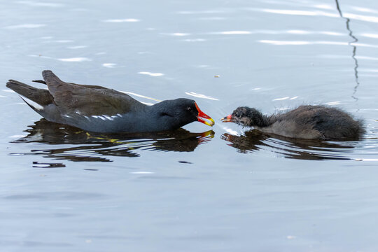 Moorhen parent feeding fledgling baby on the pond