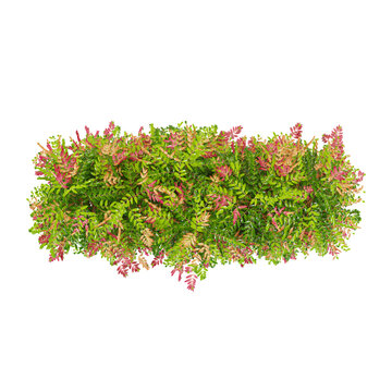 3D rendering of lilly pilly  plant on transparent background from top view