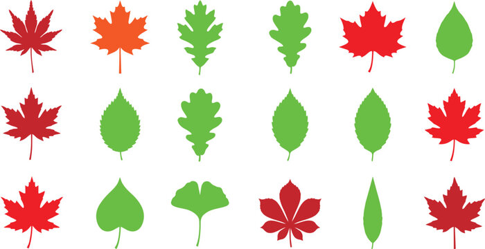 Collection of assorted autumn and green leaves in various shapes and colors vector illustration with collection assortment different seasonal