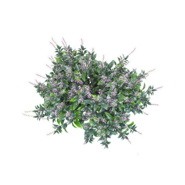 3D rendering of Strobilanthes plant on transparent background from top view
